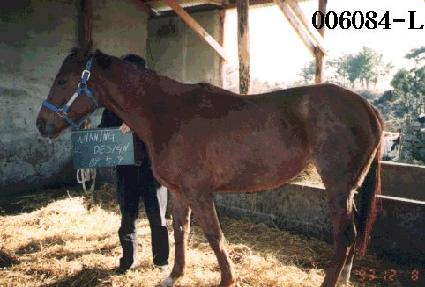 ���׵����� ����