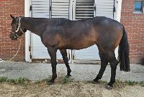 ġ�������� (CHIEF BLAME) ����