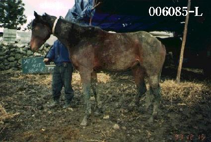 �������� ����