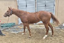 ���ֺ��� (CHARMING BOSS) ����