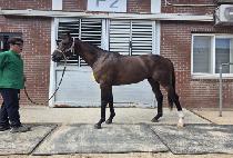 ��ó��Ʈ (ARCHER HEART) ����