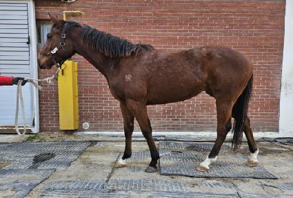 �õ��̷� ����