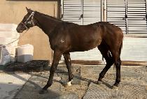 ���δ����� (GAIN THE SUMMIT) ����