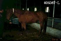 Ŀ�����ĿƼ (COURAGEOUS CUTIE) ����