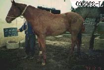 �𽺿������������� (THISONESFORYOUPRIS) ����