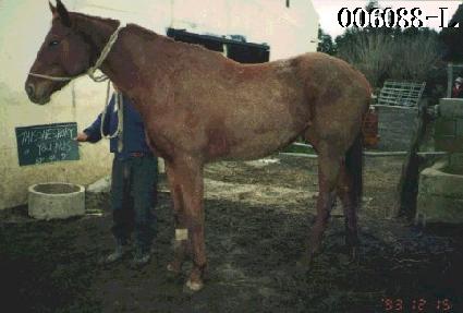 �𽺿������������� ����