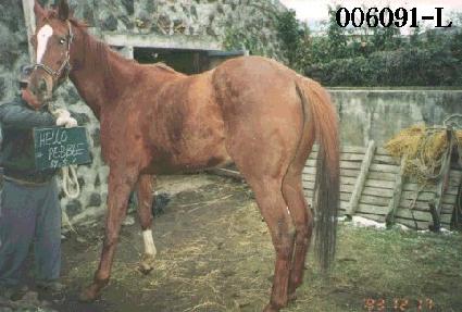 ��ο���� ����