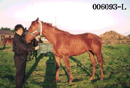 ������� ����