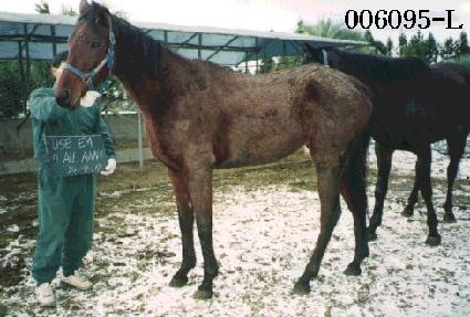 �������þִ� ����