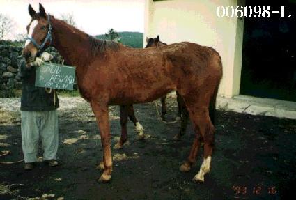 �ָ��帮���� ����