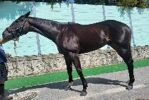 æ�ñ۷θ� (CHANCHENG GLORY) ����