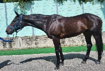 �����̾� (DIKTAEAN) ����