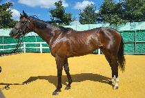 ����Ʈ (RAMJET) ����