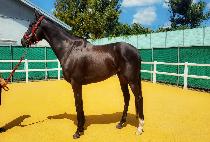 ��������ȣũ (SUNRISE HAWK) ����