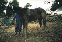 ���ð� (LOCAL GAL) ����