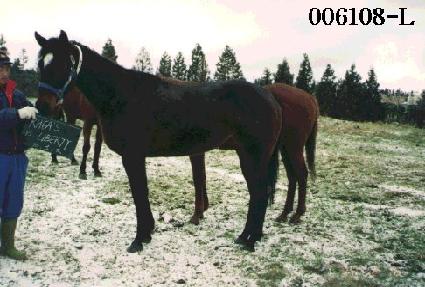 �������Ƽ ����