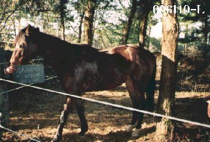 �Ƶ帮�Ƴʽ���ġ ����