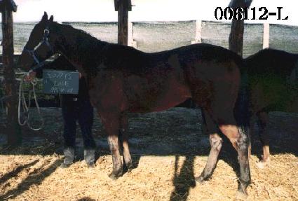 ����Ƽ������ ����