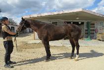 ��콺ī�Ϲ� (SOUTH CARNIVAL) ����