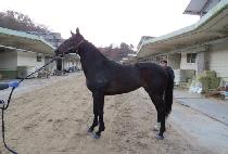 ���� (GANGSU) ����