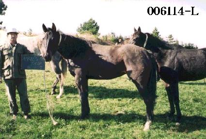 ����������Ʃ�� ����