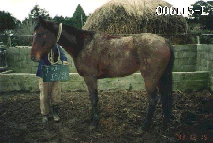 ���������� ����