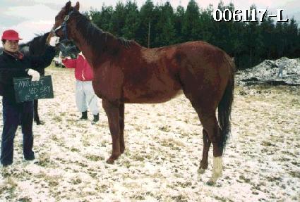 ��׷��彺ī�� ����