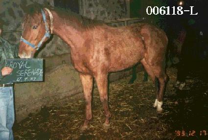 �ξ⼼������ ����