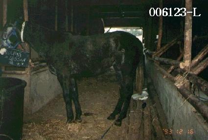 �������� ����