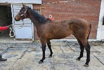 �������� (SHOOT FOR THE SUN) ����