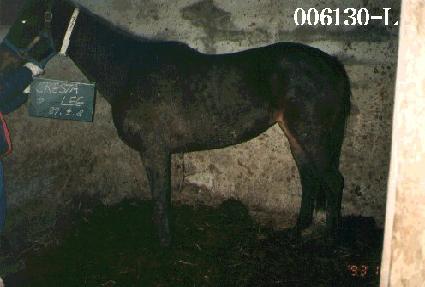 ũ����Ÿ�� ����