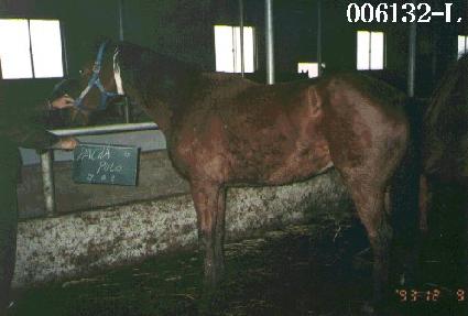 ��ī���� ����