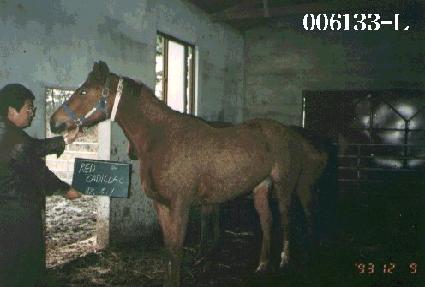 ����ĳ���� ����