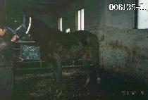 ��ư�� (COTTON BALL) ����