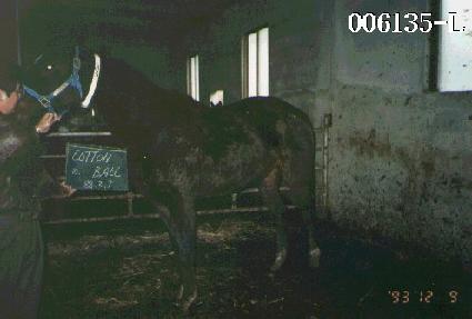 ��ư�� ����