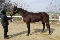 GRAND PAS CLASSIC picture