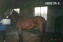 ĳ��ζ� (CAJUN LAURA) ����