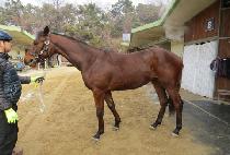 �������̺� (SEGWANG FIVE) ����