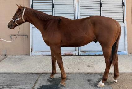 ���彺���� ����