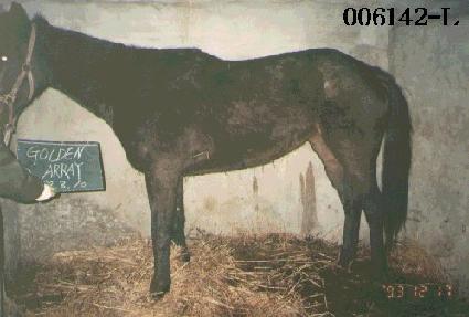 ����� ����