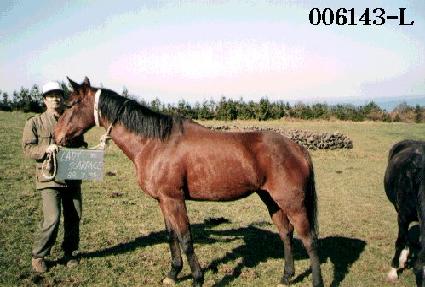 ���̵�ī���̽� ����