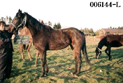 ���������� ����