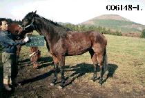 ķ��������ũ�� (GAMBLERS SECRET) ����