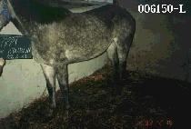 ���ǿ���기 (PIPPY O�� DUBLIN) ����