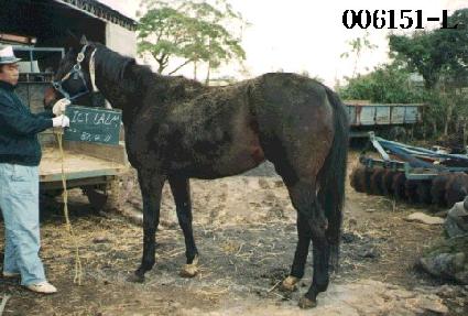 ���̽�į ����