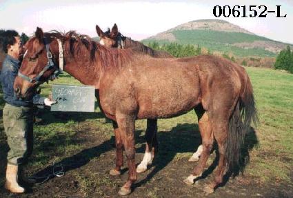 �������� ����