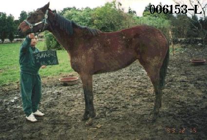 �¸��� ����