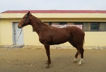 ����Ǯ������ (SEORIPUL SUNSHINE) ����