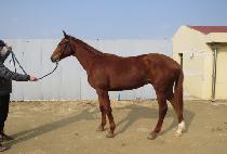 ����Ƽ�㽬 (MIGHTY HUSH) ����