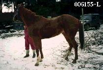 �ּ���Ÿ (HOT SHOT STAR) ����